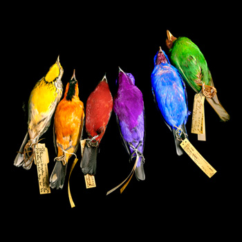 mark-laita-colored-songbirds