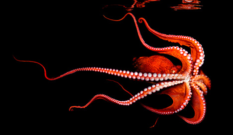 mark-laita-north-pacific-giant-octopus